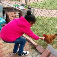 pk the hen